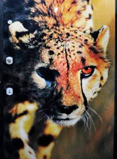 Фото двери с леопардом